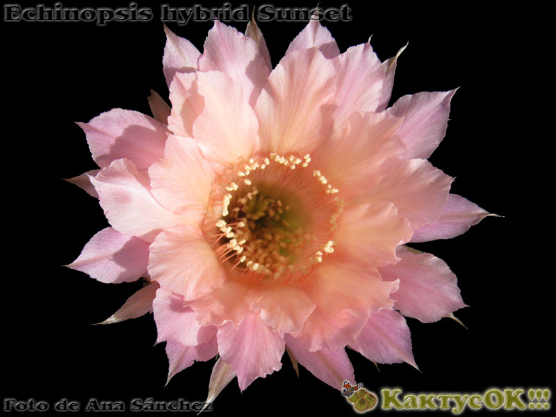 Echinopsis hybrid Sunset