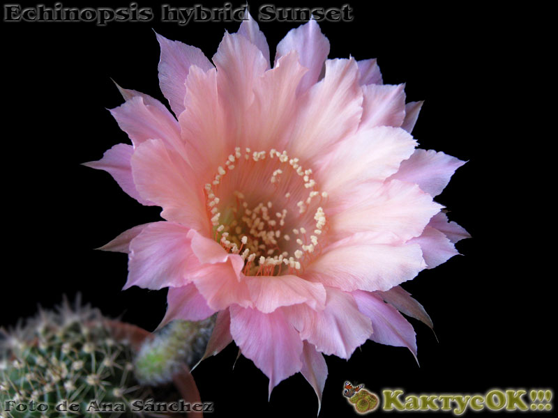 Echinopsis hybrid Sunset