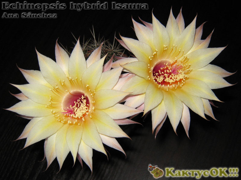 Echinopsis hybrid Isaura