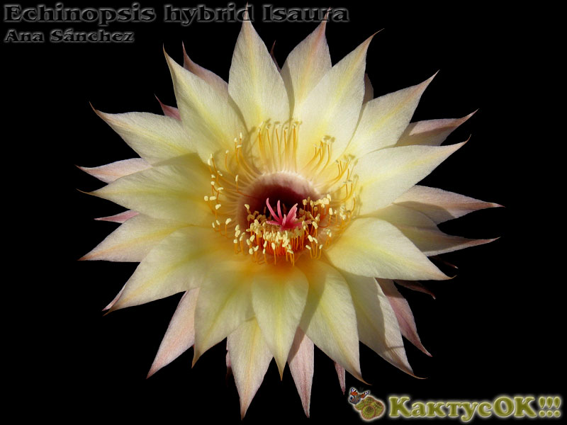 Echinopsis hybrid Isaura