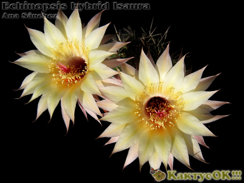 Echinopsis hybrid Isaura