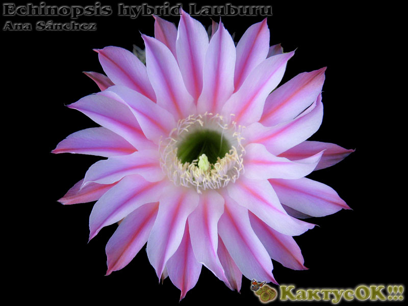 Echinopsis hybrid Lauburu