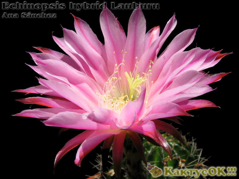 Echinopsis hybrid Lauburu