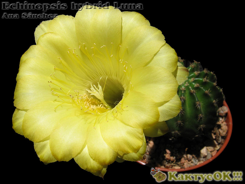 Echinopsis hybrid Luna