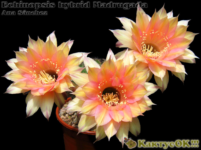 Echinopsis hybrid Madrugada