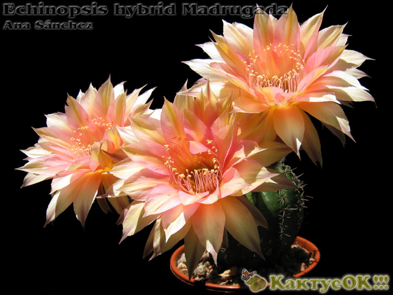 Echinopsis hybrid Madrugada