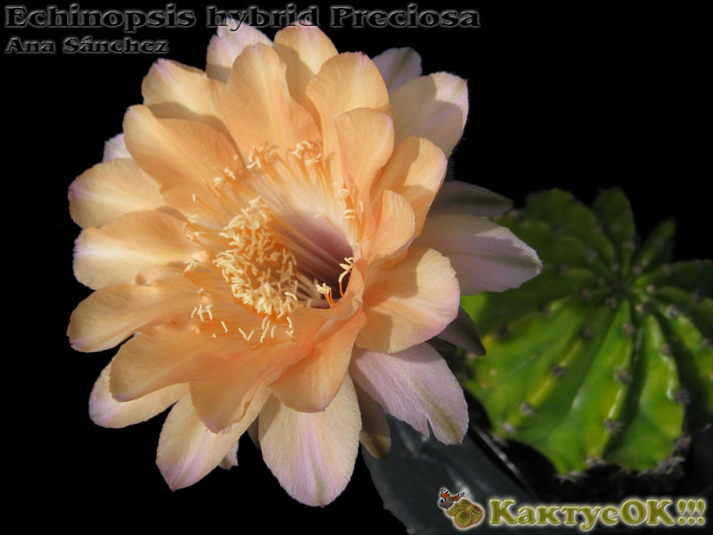 Echinopsis hybrid Preciosa