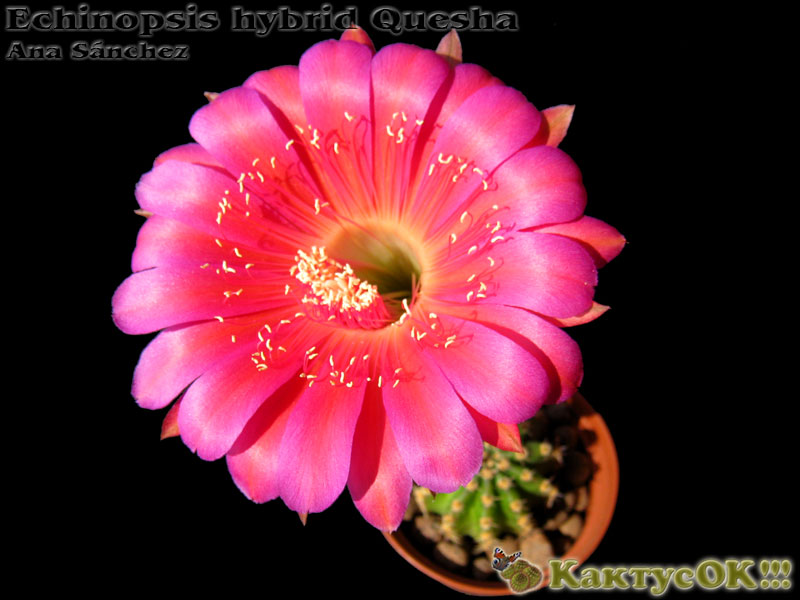 Echinopsis hybrid Quesha