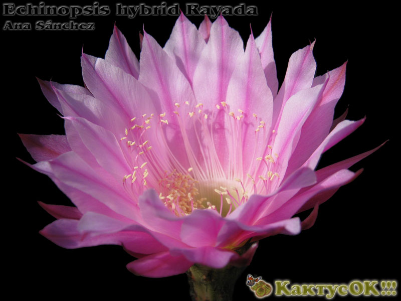 Echinopsis hybrid Rayada