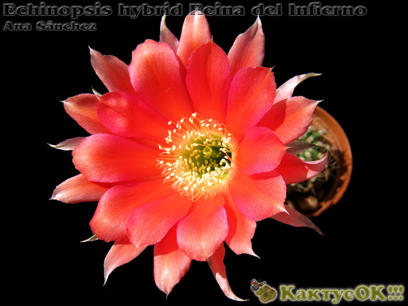 Echinopsis hybrid Reina del Infierno