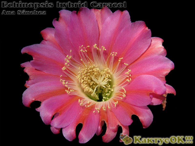 Echinopsis hybrid Caracol