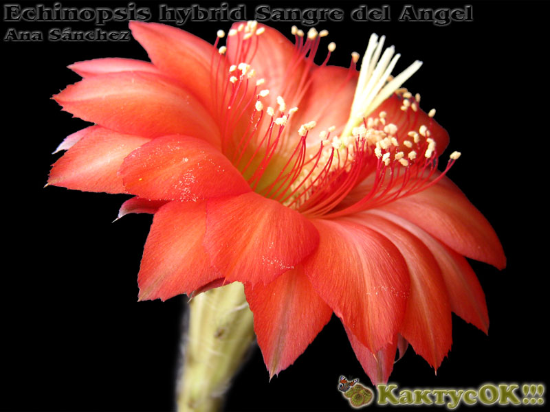 Echinopsis hybrid Sangre del Angel