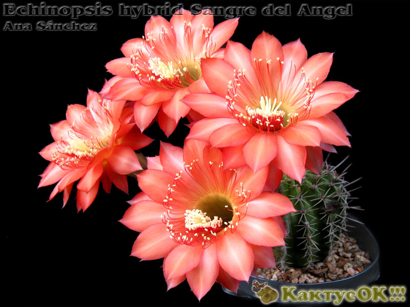 Echinopsis hybrid Sangre del Angel