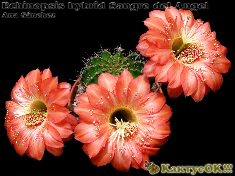 Echinopsis hybrid Sangre del Angel