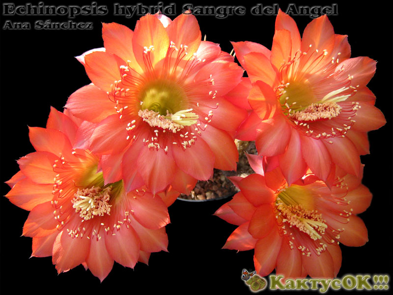 Echinopsis hybrid Sangre del Angel