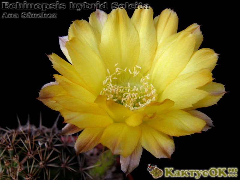 Echinopsis hybrid Solcita