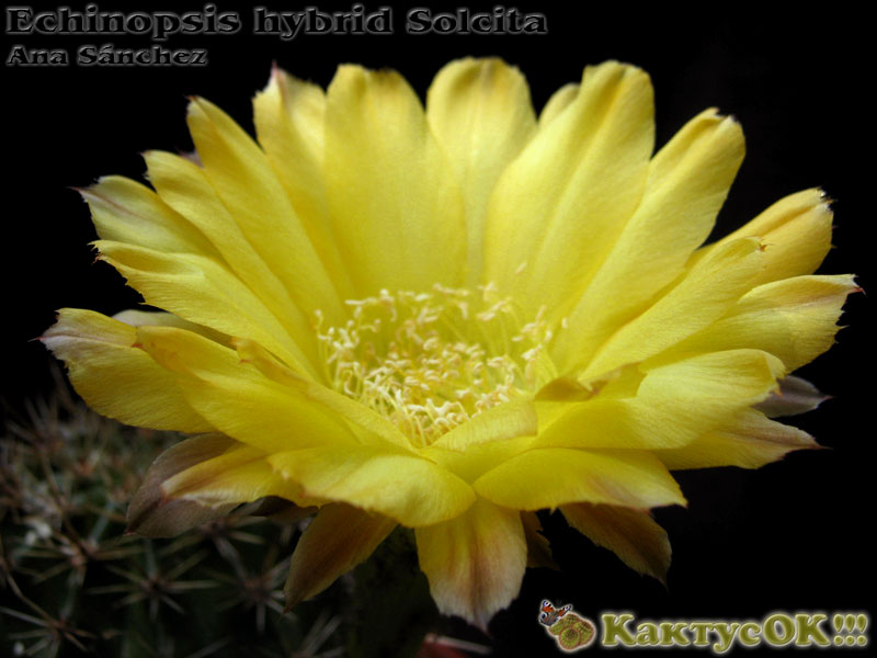 Echinopsis hybrid Solcita