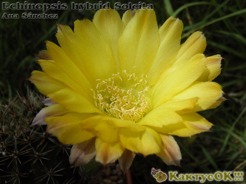 Echinopsis hybrid Solcita