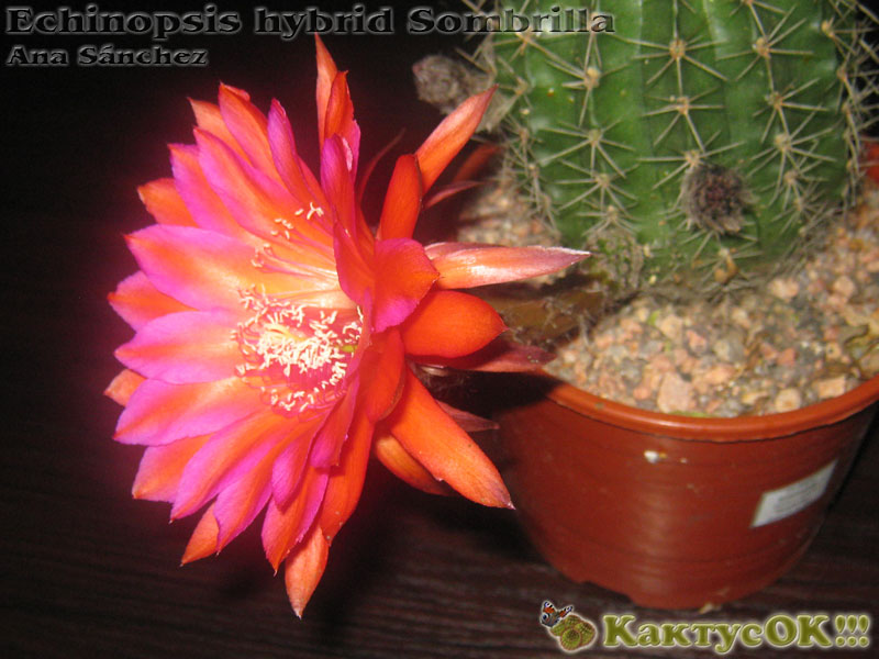 Echinopsis hybrid Sombrilla