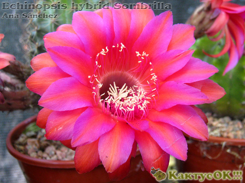 Echinopsis hybrid Sombrilla