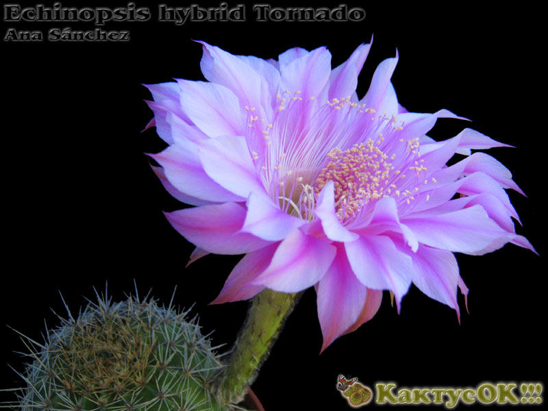 Echinopsis hybrid Tornado