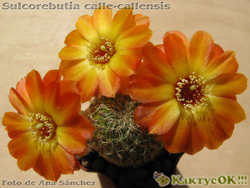 Sulcorebutia calle-callensis