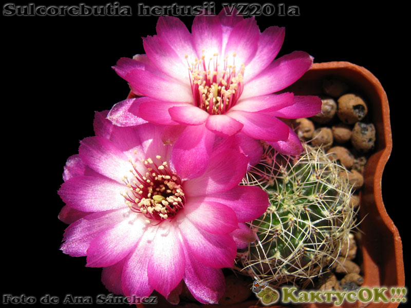 Sulcorebutia hertusii VZ201a