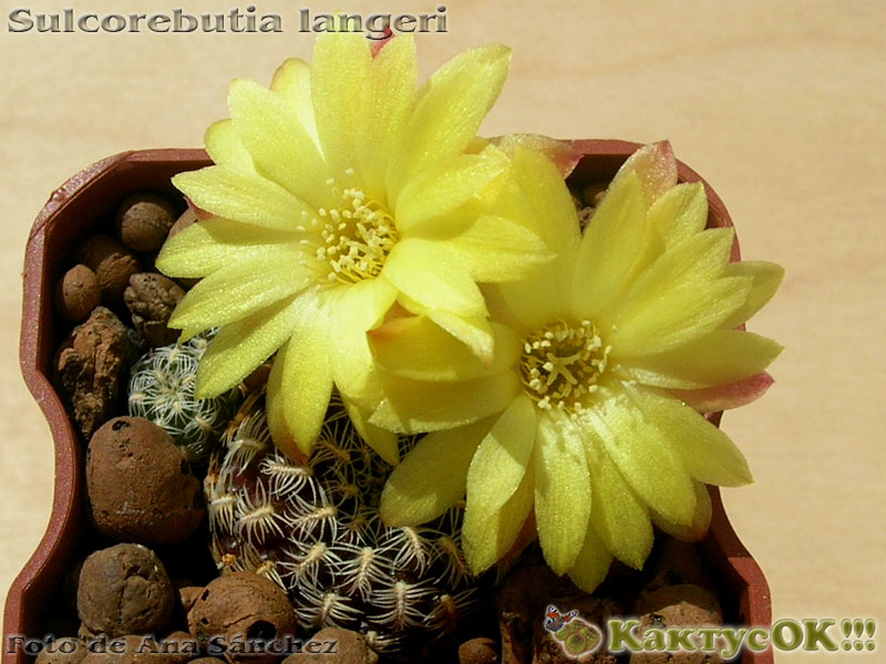 Sulcorebutia langeri