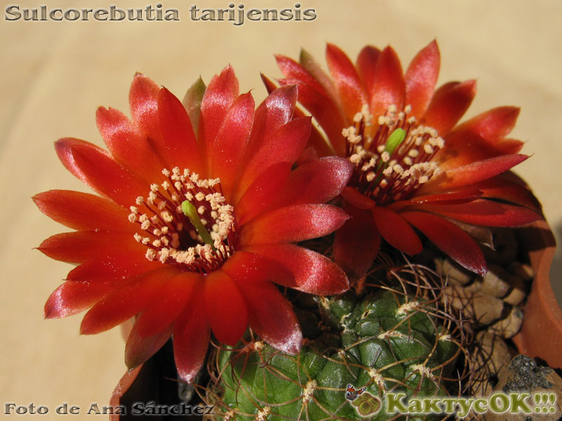 Sulcorebutia tarijensis