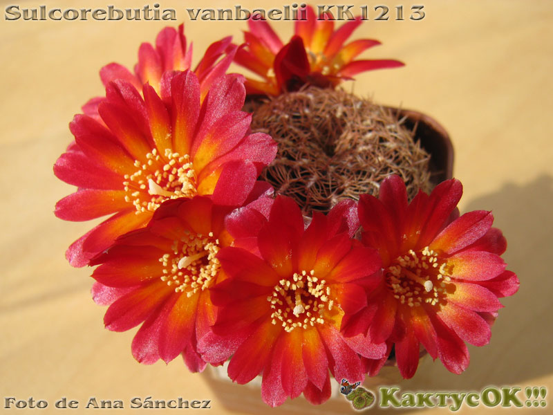 Sulcorebutia vanbaelii KK1213