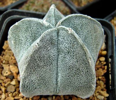 Astrophytum coahuilense