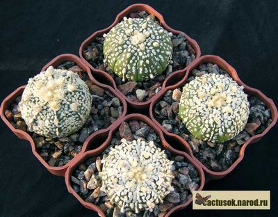 Astrophytum coahuilense