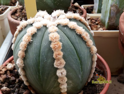 Astrophytum coahuilense