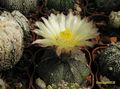 ASTROPHYTUM hibr. 'COAS'