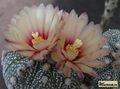  ASTROPHYTUM  asterias  cv.superkabuto Losos'