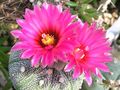  ASTROPHYTUM  asterias  cv.superkabuto Red'