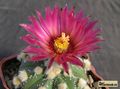  ASTROPHYTUM  asterias  cv.superkabuto Red'