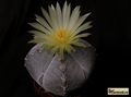 ASTROPHYTUM  myriostigma  cv.ONZUKA'