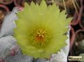 ASTROPHYTUM  myriostigma  cv.ONZUKA'