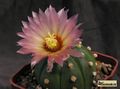  ASTROPHYTUM  asterias  cv.superkabuto Losos'