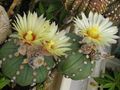 ASTROPHYTUM asterias Ooibo' nudum