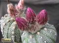  ASTROPHYTUM  asterias  cv.superkabuto Red'