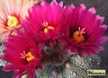 ASTROPHYTUM asterias cv.superkabuto ‘Red'