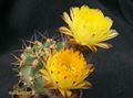 ACANTHOCALYCIUM glaucum