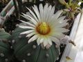 ASTROPHYTUM asterias Ooibo nudum