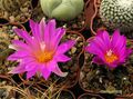  ARIOCARPUS agavoides SB370