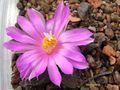 ARIOCARPUS fissuratus PP 353