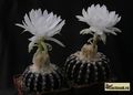  DISCOCACTUS hybr.  ammophyllus' x horstii 