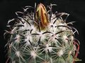 CORYPHANTHA kracikii KKR 339