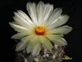 CORYPHANTHA kracikii KKR 339